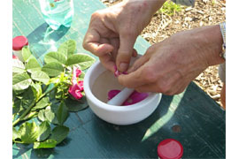 Naturkosmetik © Archiv Landschaftspflegeverein Dummersdorfer Ufer e. V.