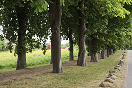 Schmidt-Rottluff-Allee in Sierksdorf