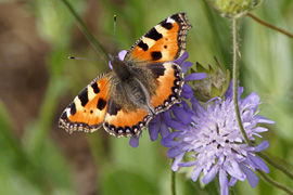 Schmetterling