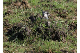 brütender Kiebitz © Landschaftspflegeverein Dummersdorfer Ufer (LPV)