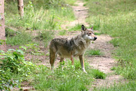 freilebender Wolf © U. Tichelmann - Freundeskreis freilebender Wölfe e. V.