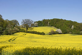 Rapsfelder am Bungsberg