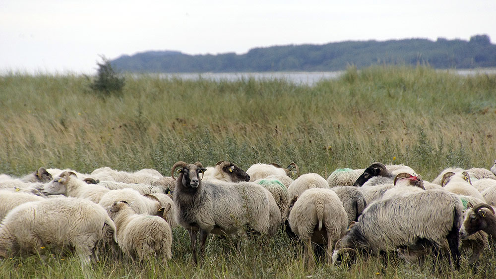 Schafe auf dem Priwall in Travemünde ©TraveMedia