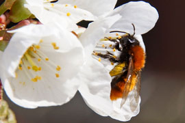 Biene in Kirschblüte © TraveMedia
