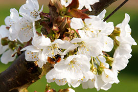 Kirschblüten © TraveMedia