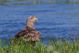 Seeadler © VDN/wilhil