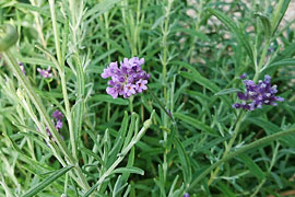 Lavendel