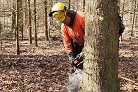 Baum fällen