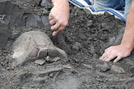 Wirbelfund, Museum für Natur und Umwelt © honorarfrei