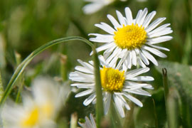 Gänseblümchen