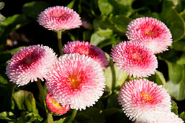 gefüllte Gänseblümchen