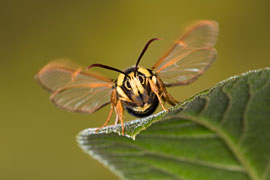 Der „Hochstapler“ (Sesia apiformis) = Hornissen-Glasflügler © Ingo Arndt
