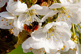 Kirschblüte mit Biene © TraveMedia