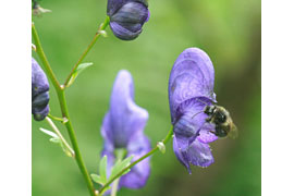 Eisenhut mit Wildbiene © VDN/Rena4444