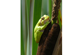 Laubfrosch Bergheim © VDN/G. Gabel