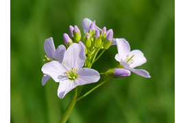 Wiesenschaumkraut © VDN/Günter Kohler