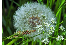 Pusteblume © VDN/FUHO