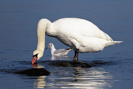 Höckerschwan mit Lachmöwe © Sylvia Behrens