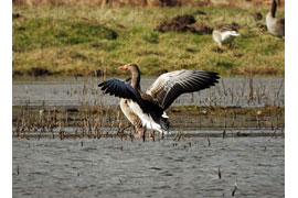 Graugans auf der Priwallwiese © Sylvia Behrens