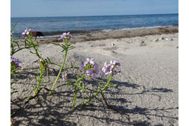 Meersenf am Priwallstrand © LPV