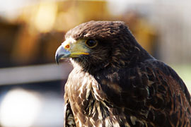 Bussard