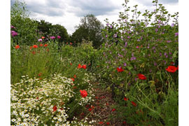 insektenfreundlicher Garten des LPV © Sylvia Behrens