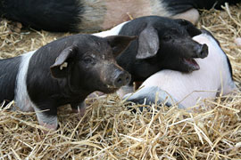 Angler Sattelschwein Ferkel © S. Fuhrmann