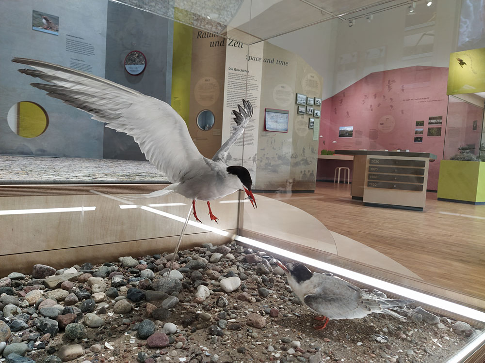 Ausstellung „Vogelleben zwischen Fluss und Meer“ in der Naturwerkstatt Priwall © LPV