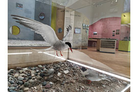 Ausstellung „Vogelleben zwischen Fluss und Meer“ in der Naturwerkstatt Priwall © lpv