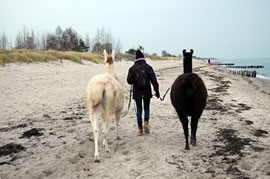 Lama-Wanderung an der Ostsee © Lama-Karawane