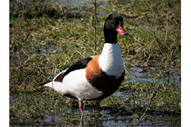 Brandgans auf der Priwallwiese © Sylvia Behrens