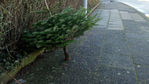 Weihnachtsbaumentsorgung in Travemünde 2021