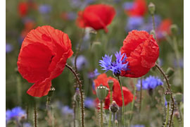 Mohn- und Kornblumen © VDN, Ulrike Sobick