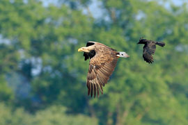 Seeadler © Tim Peukert