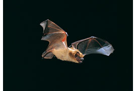 Breitflügelfledermaus © Dietmar Nill 