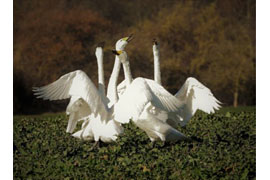 Singschwäne auf den Feldfluren am Dassower See © Sylvia Behrens