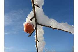 Obstbiotop im Winter © Museum für Natur und Umwelt
