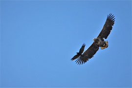 Seeadler und Rabenkrähe © Sylvia Behrens