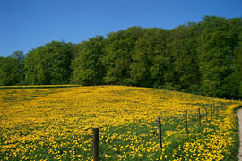 Wanderung Böden und Pflanzen, Felder und Wiesen im Nienthal" © Eiszeitmuseum