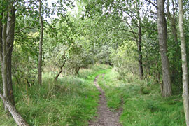 Naturschutzgebiet Südlicher Priwall