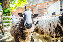 Museumsfest 2019 © Europäisches Hansemuseum, Foto: Olaf Malzahn