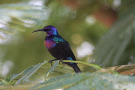 Vortrag Faszination Afrika - MNU - Vielfarben-Nektarvogel © C. Hinkelmann