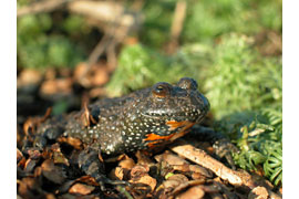 Rotbauchunke © Stiftung Naturschutz SH