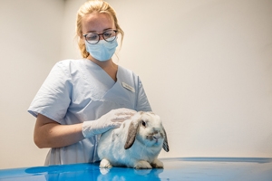 Tierklinik Neustädter Bucht GmbH & Co KG © Norbert Adams https://seinunddesign.de; 