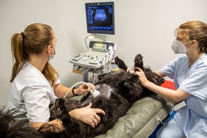 Tierklinik Neustädter Bucht GmbH & Co KG © Norbert Adams https://seinunddesign.de; 