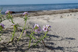 Meersenf am Priwallstrand © NWP