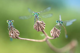 Libellen © Alberto Ghizzi Panizza