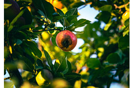 Apfel mit Sonnenbrand © Mathias Hollaender