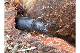 Cer Spondylis buprestoides Waldbock © Wolfgang Ziegler