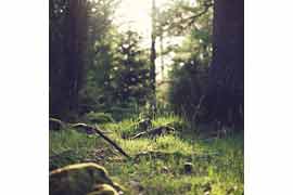 Waldkräuterspaziergang © Hilke Clausen